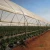 Import Skyplant High Steel Quality Structure Vegetable Production Greenhouses from China