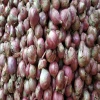 small sambar onion