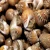 Import Snails (Escargots) FROZEN SNAIL/FRESH EDIBLE SNAILS from China