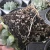 Import succulents wholesale indoor mini haworthia succulent plant from China