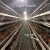 Import Supply Completely Automatic Laying Hen/Egg Layer Battery H Type Chicken Cages System from China