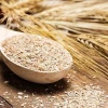 Top Grade Wheat Bran from Ukraine
