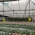 Import UV Resistant Durable 200 Micron Film Agriculture Multi span Film Greenhouse from China