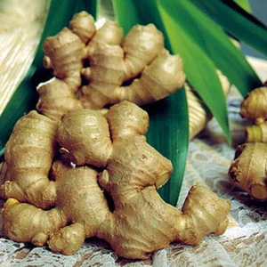 VIETNAM FRESH GINGER EXPORT STANDARD PRICE FOR SALE HIGH QUALITY WITH BEST PRICE FOR YOU