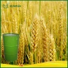 Wheat Germ Oil for Animals
