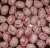 Import Wholesale 15% Moisture Dried Purple Speckled Kidney Beans from South Africa