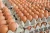 Import Fertile Chicken Eggs and Cobb 500 Broiler Chicken Eggs from Brazil