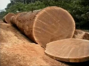 Round Ayous Wood Log