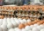 Import Fertile Chicken Eggs and Cobb 500 Broiler Chicken Eggs from Brazil