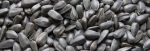Cheap Wholesale Price Good Quality Black sunflower /Helianthus annuus