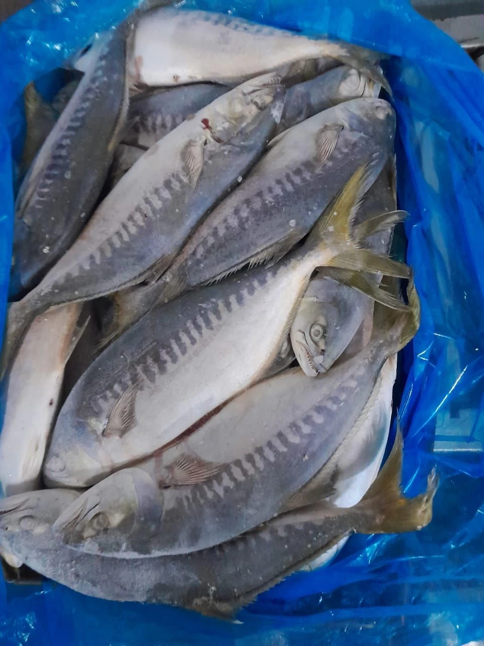 Buy Horse Mackerel from Arecop, Mauritania
