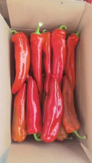 Fresh Red Chili Whole Bell Pepper for Wholesalers