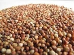 Quality Sorghum for sale