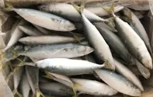 high quality frozen mackerel pacific mackerel for sale