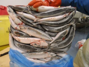 Quality Norway Mackerel Fish / Atlantic Mackerel Fish For Sale