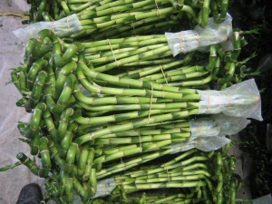 Dracaena Sanderiana Lucky Bamboo Spiral Bamboo 45cm Tower Bamboo Luckybamboo