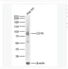 Anti‑CD19 Antibody, Recombinant Rabbit Monoclonal, High Affinity, for WB/IHC/FC/ELISA