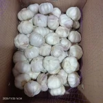 High Grade Fresh Garlic