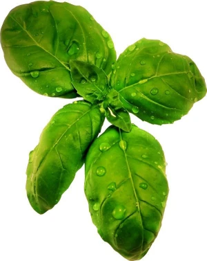 Premium quality with 99.8% purity Basil Leaves