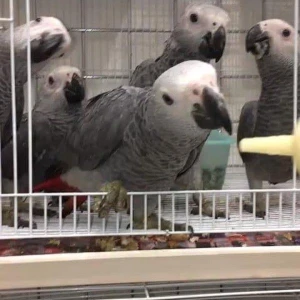 African Grey Parrots Wholesale