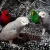 Import African Grey Parrots Wholesale from South Africa