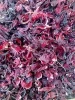 Dried Hibiscus Flowers (Dark Red) – Sudan Origin | FOB Port Sudan