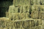 Timothy Hay - Timothy Grass Hay