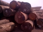 Pine Timber Wood Logs,Strong Tali Timber Wood