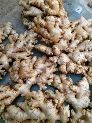 Fresh and Dry Ginger Both Available in Best Wholesale Price