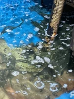 Eel/Anguilla Rostrata