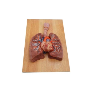 Soft Simulation Heart and Lung Anatomy Model