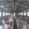 Prefab Steel Structure Poultry Farm Pig Shed House with Steel Structure