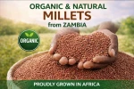 Natural and Organic Millets from Zambia