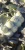 Import whole white Cabbage from Bahamas