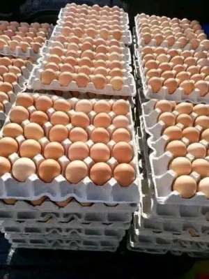 High-Quality Brown Chicken Eggs for Wholesale and Export