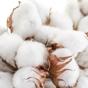 100% Pure DCH 32  Cotton