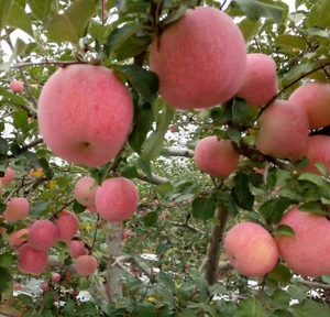 2017 cheap wholesale sweet fresh fruits royal gala apples for green fruit names