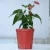 Import 4 Sizes Plastic Home & Garden Nursery Flower Pots From Vietnam Manufacture  Pots Plant from Vietnam