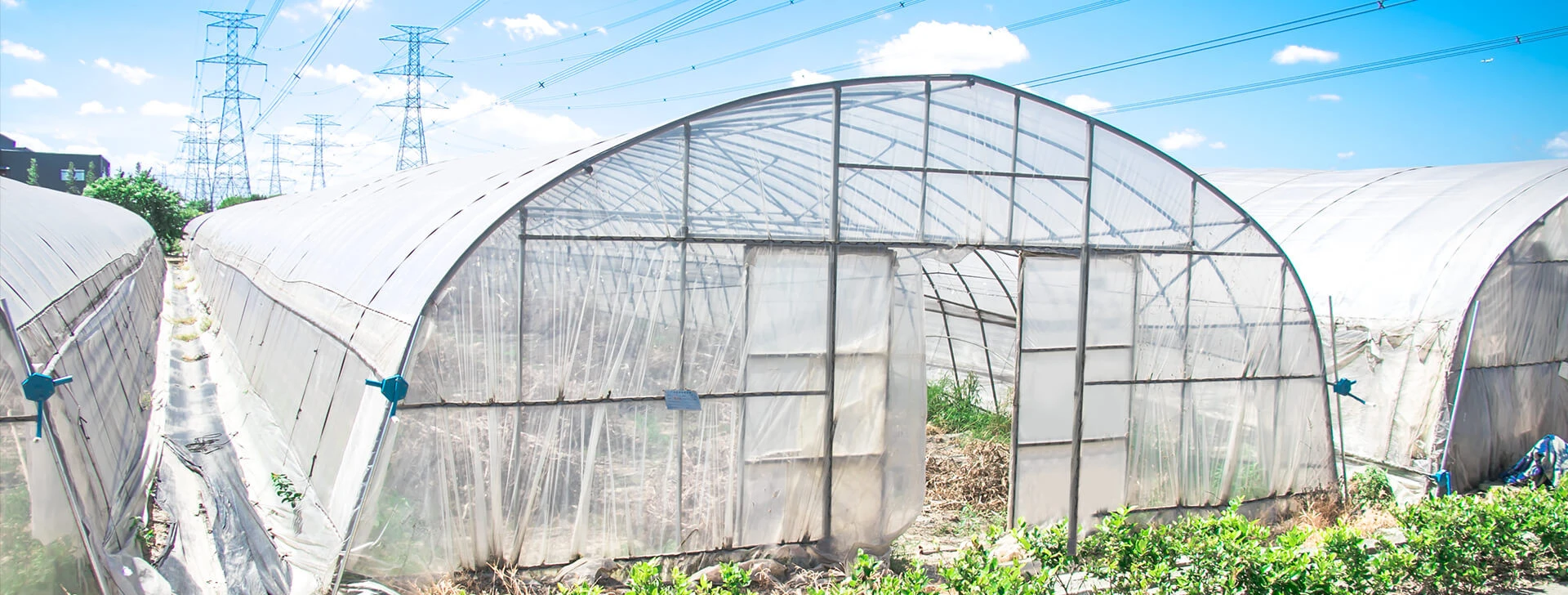 agricultural single-span plastic tunnel film greenhouse