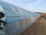 Agriculture 8M Width Vegetable Planting Single Frozen Film Greenhouse