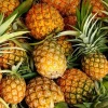 Agriculture fresh pineapple in Fresh Pineapple Wholesale Price Fresh Pineapples