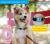 Import Amazon Hot Selling Anti-Scratch Lightweight Silicone Matte Airtag Dog Collar Case from China