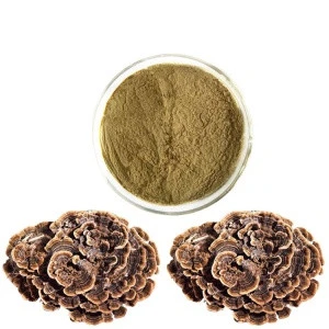 Anti Cancer Hot Selling Psk Coriolus Versicolor Turkey Tail Extract 50% Top Grade
