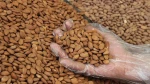 Apricot kernels , Premium Turkish Apricot kernels