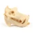 Import Assembly Toy Animal Skull Dig and Display  Dig It Out Excavation Kit Toy, 8 Assorted from China