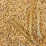 Barley for sale
