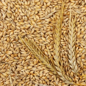 Barley for sale