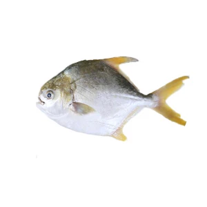 Best Seller Good Quality Whole Round Frozen Seafood Frozen Golden Pompano Fish