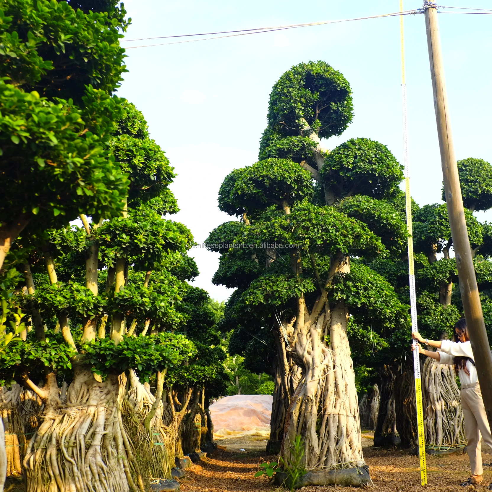 Big Size Ficus microcarpa bonsai tree for wholesale