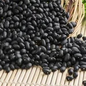 Black kidney bean size500-500pcs for whosale